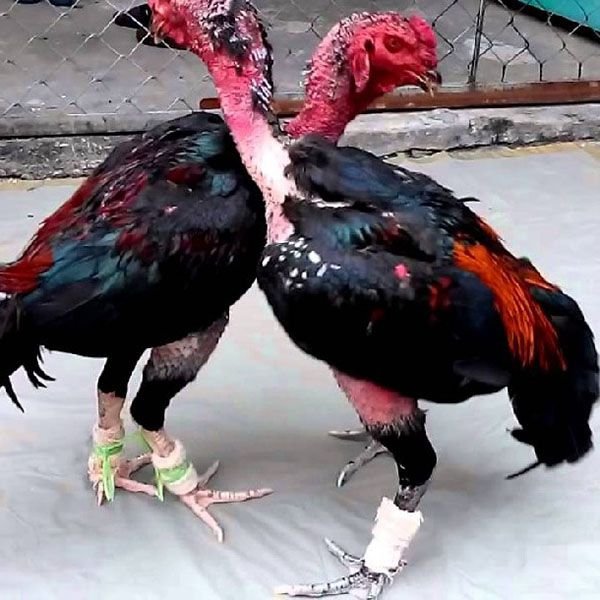 cách tập thể lực cho gà chọi