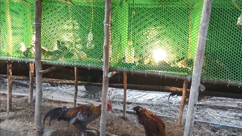 Sưởi ấm cho gà chọi vào mùa lạnh