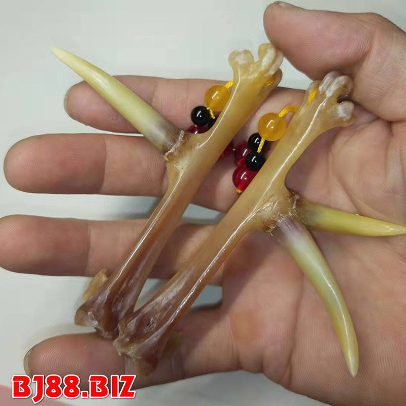 Cận cảnh cựa gà cho ai chưa biết