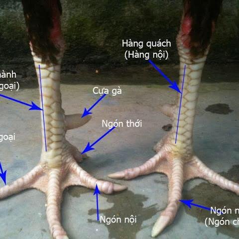 Vị trí cựa gà cho ai chưa biết