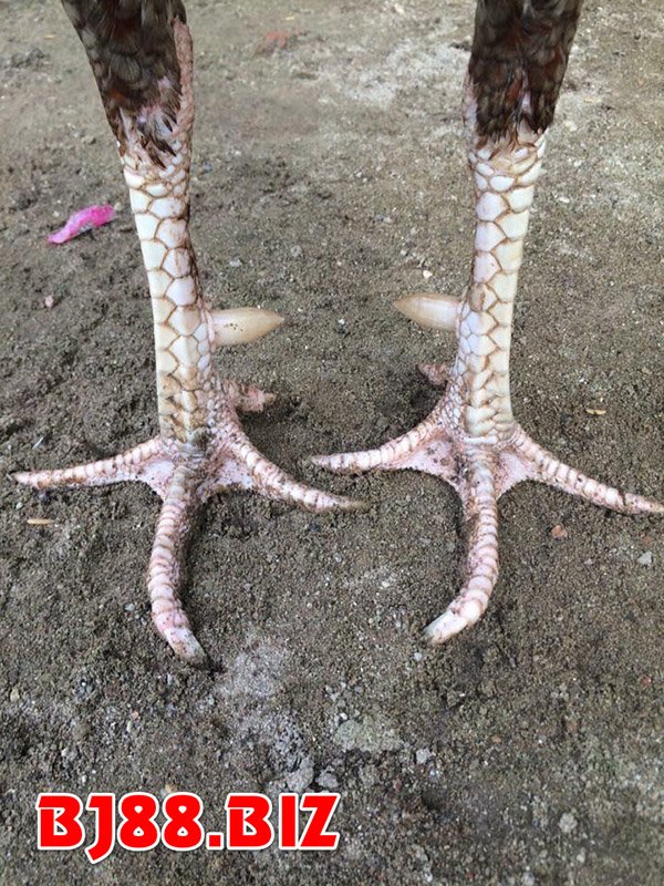 Cận cảnh cựa gà chọi sắc nhọn