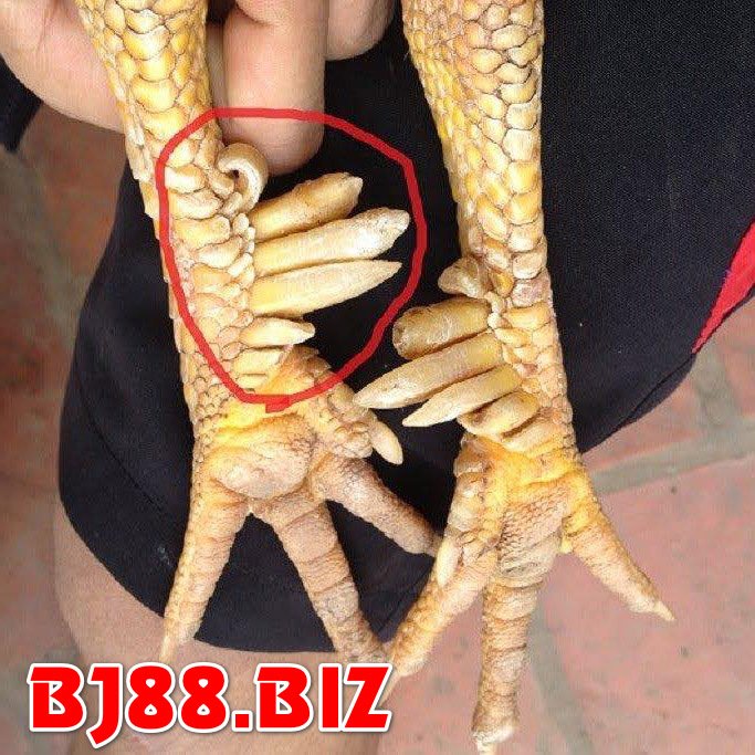 Gà lục đinh, 6 cựa hay 9 cựa đều có