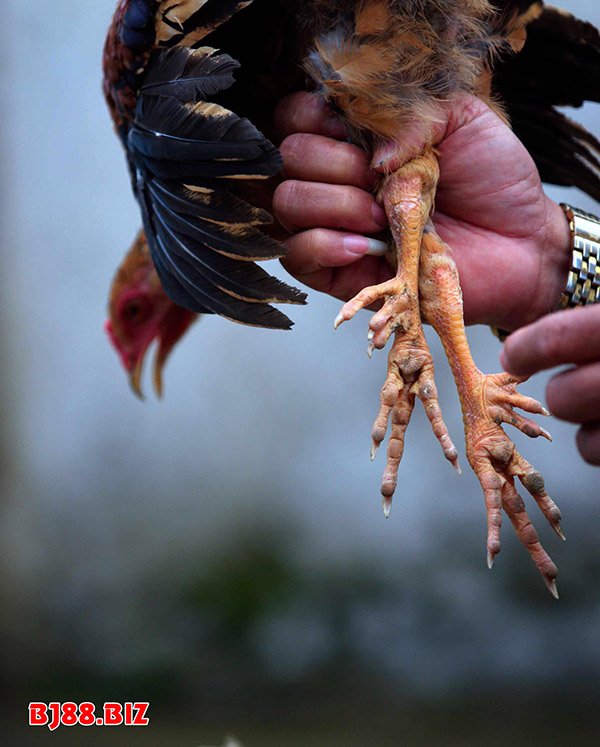 Gà 9 cựa trong truyền thuyết xưa