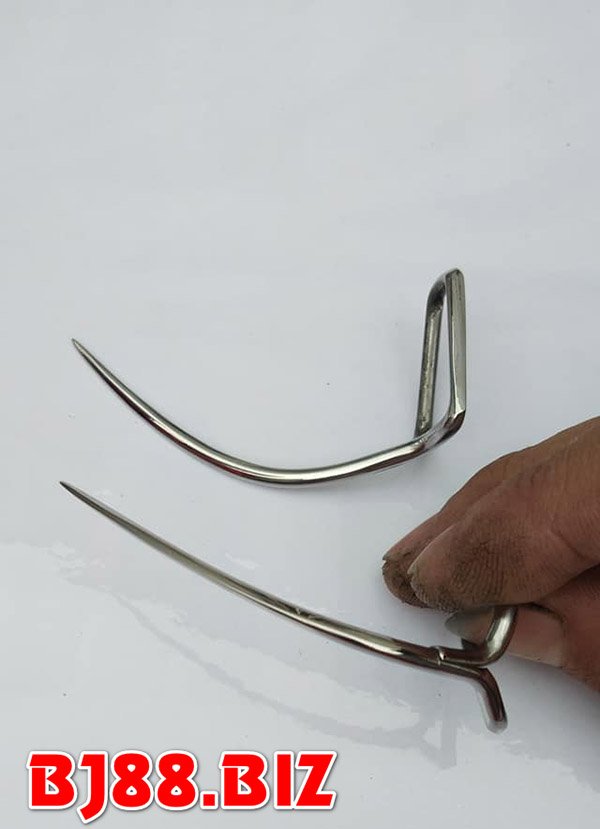 Cựa đâm dạng xuyên nhọn và dài