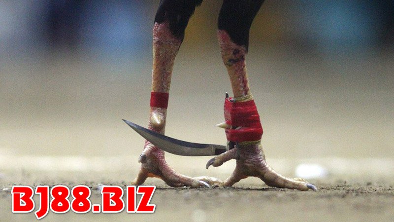 Cựa dao sắc bén như 1 lưỡi đao