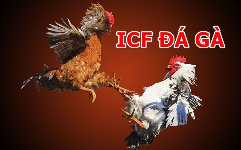 Cách tham gia đá gà ICF như thế nào?