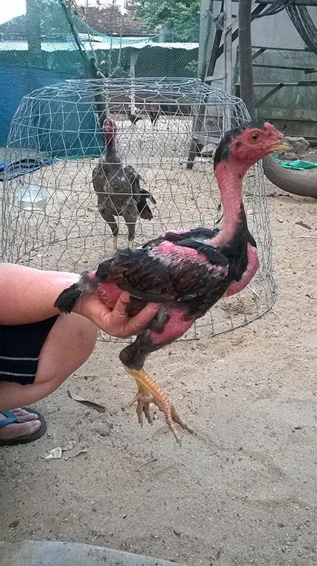 Gà chọi 3 tháng tuổi nặng bao nhiêu kg?