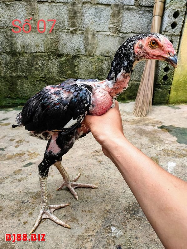 Gà chọi 3 tháng tuổi nặng bao nhiêu kg?