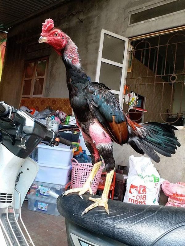 Mào gà quyết định ít tới việc gà có đá hay hay không