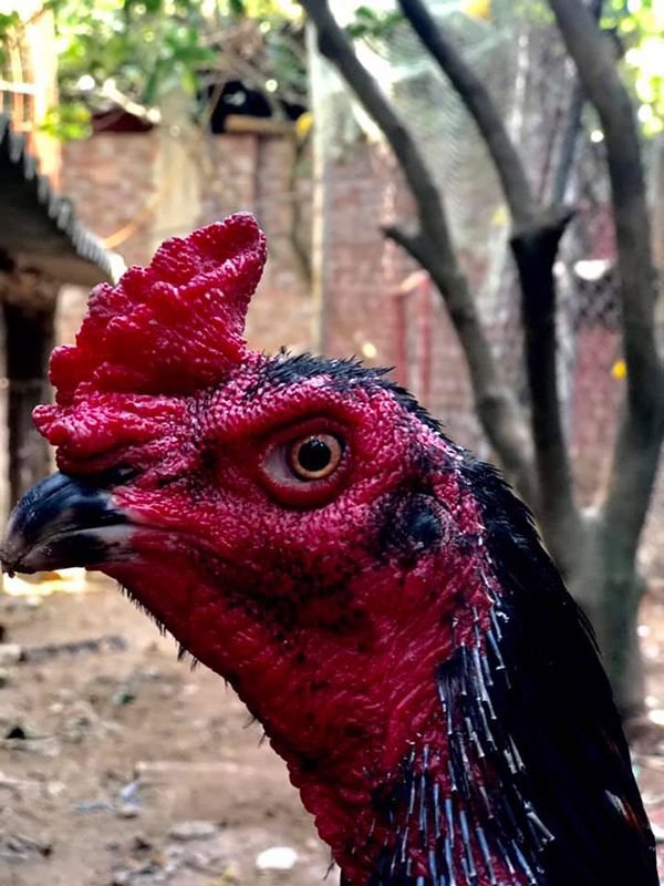 Chiến kê gà mào công