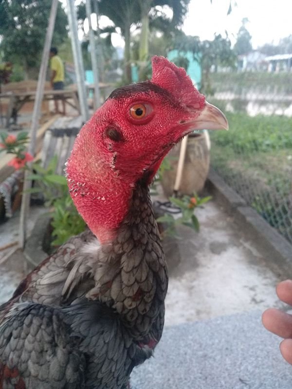 Chiến kê mào công khá là sung