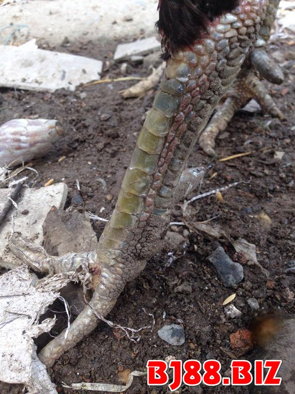 Đánh giá chân gà lục đinh nào anh em