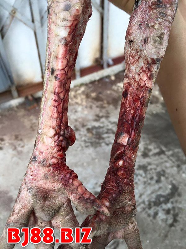 Chân gà lục đinh đá dính đầy máu