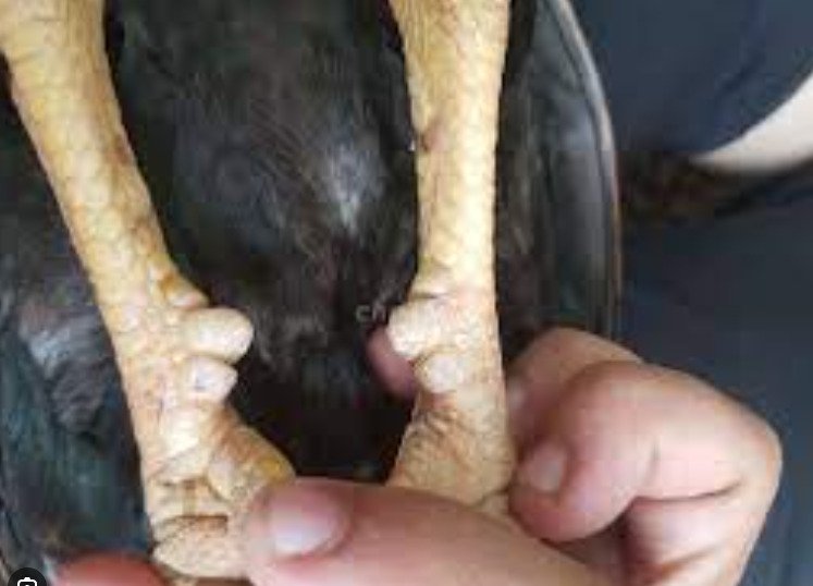 Gà cựa lục đinh